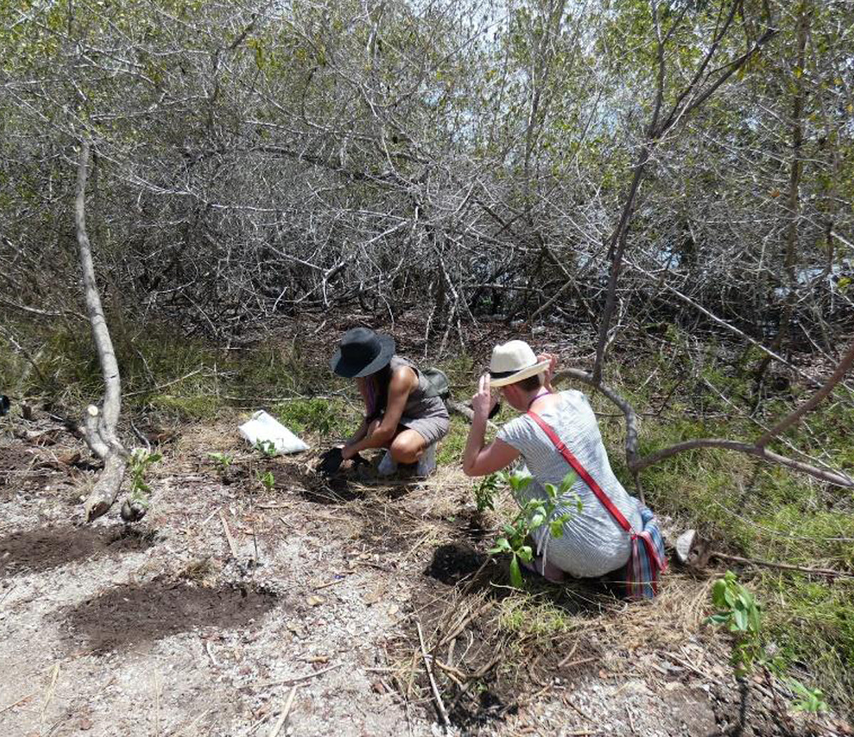 Siembra y reforestación de manglares